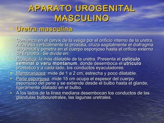 APARATO UROGENITALAPARATO UROGENITAL
MASCULINOMASCULINO
• Uretra masculinaUretra masculina
• Comienza en el cervix de la vejiga por el orificio interno de la uretra.Comienza en el cervix de la vejiga por el orificio interno de la uretra.
Atraviesa verticalmente la próstata, cruza sagitalmente el diafragmaAtraviesa verticalmente la próstata, cruza sagitalmente el diafragma
urogenital y penetra en el cuerpo esponjoso hasta el orificio externourogenital y penetra en el cuerpo esponjoso hasta el orificio externo
de la uretra. Se divide en:de la uretra. Se divide en:
• ProstáticaProstática: la más dilatable de la uretra. Presenta el: la más dilatable de la uretra. Presenta el coliculocoliculo
seminal o veru montanumseminal o veru montanum , donde desemboca el, donde desemboca el utriculoutriculo
prostatico y a cada lado, los conductos eyaculadores.prostatico y a cada lado, los conductos eyaculadores.
• MembranaceaMembranacea: mide de 1 a 2 cm, estrecha y poco dilatable.: mide de 1 a 2 cm, estrecha y poco dilatable.
• Parte esponjosaParte esponjosa: mide 15 cm ocupa el espesor del cuerpo: mide 15 cm ocupa el espesor del cuerpo
esponjoso del pene y se extiende desde el bulbo hasta el glande,esponjoso del pene y se extiende desde el bulbo hasta el glande,
ligeramente dilatado en el bulbo.ligeramente dilatado en el bulbo.
• A los lados de la línea mediana desembocan los conductos de lasA los lados de la línea mediana desembocan los conductos de las
glándulas bulbouretrales, las lagunas uretrales.glándulas bulbouretrales, las lagunas uretrales.
 