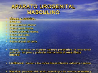 APARATO UROGENITALAPARATO UROGENITAL
MASCULINOMASCULINO
• Vasos y nervios.Vasos y nervios.
• Arterias:Arterias:
• Arteria vesical inferior.Arteria vesical inferior.
• Arteria rectal media.Arteria rectal media.
• Arteria pudenda interna.Arteria pudenda interna.
• Arteria del bulbo.Arteria del bulbo.
• Arteria uretral.Arteria uretral.
• Arteria dorsal del pene.Arteria dorsal del pene.
• Venas:Venas: terminan en elterminan en el plexo venoso prostaticoplexo venoso prostatico , la vena dorsal, la vena dorsal
profunda del pene y pudenda interna hacia alprofunda del pene y pudenda interna hacia al vena ilíacavena ilíaca
internainterna..
• Linfáticos:Linfáticos: drenan a los nodos iliacos internos, externos y sacros.drenan a los nodos iliacos internos, externos y sacros.
• Nervios:Nervios: proceden del nervio pudendo por los nervios perineales yproceden del nervio pudendo por los nervios perineales y
 