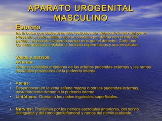 APARATO UROGENITALAPARATO UROGENITAL
MASCULINOMASCULINO
• EscrotoEscroto
• Es la bolsa que sostiene ambos testículos por debajo de la raíz del pene.Es la bolsa que sostiene ambos testículos por debajo de la raíz del pene.
Presenta un rafé mediano que se continua por detrás con el rafé delPresenta un rafé mediano que se continua por detrás con el rafé del
perineo. El escroto izquierdo cuelga mas que el derecho. Cada unoperineo. El escroto izquierdo cuelga mas que el derecho. Cada uno
contiene testículo, epididimo, funiculo espermaticos y sus envolturas.contiene testículo, epididimo, funiculo espermaticos y sus envolturas.
• Vasos y nervios.Vasos y nervios.
• Arterias:Arterias:
• Ramas escrotales anteriores de las arterias pudendas externas y las ramasRamas escrotales anteriores de las arterias pudendas externas y las ramas
escrotales posteriores de la pudenda interna.escrotales posteriores de la pudenda interna.
• Venas:Venas:
• Desembocan en la vena safena magna o por las pudendas externas,Desembocan en la vena safena magna o por las pudendas externas,
posteriormente drenan a la pudenda interna.posteriormente drenan a la pudenda interna.
• Linfáticos:Linfáticos: Drenan a los nodos inguinales superficiales.Drenan a los nodos inguinales superficiales.
• Nervios:Nervios: Provienen por los nervios escrotales anteriores, del nervioProvienen por los nervios escrotales anteriores, del nervio
ilioinguinal y del ramo genitofemoral y ramos del nervio pudendo.ilioinguinal y del ramo genitofemoral y ramos del nervio pudendo.
 