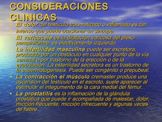 CONSIDERACIONESCONSIDERACIONES
CLINICASCLINICAS
• El dolorEl dolor del testículo traumatizado o inflamado es tandel testículo traumatizado o inflamado es tan
• intenso que puede ocasionar un sincope.intenso que puede ocasionar un sincope.
• El varicoceleEl varicocele es la dilatación varicosa del plexoes la dilatación varicosa del plexo
pampiniforme, es electivamente izquierdo.pampiniforme, es electivamente izquierdo.
• La infertilidad masculinaLa infertilidad masculina puede ser excretora,puede ser excretora,
producida por un obstáculo en cualquier punto de la víaproducida por un obstáculo en cualquier punto de la vía
seminal o por trastorno de la erección o de laseminal o por trastorno de la erección o de la
eyaculacion. La esterilidad secretora es un trastorno deeyaculacion. La esterilidad secretora es un trastorno de
la espermatogenesis. Puede ser congénito o prepubeal.la espermatogenesis. Puede ser congénito o prepubeal.
• La contracción el músculoLa contracción el músculo cremaster produce unacremaster produce una
ascensión del testículo en el escroto, suele aparecer alascensión del testículo en el escroto, suele aparecer al
estimular el integumento de la cara medial del fémur.estimular el integumento de la cara medial del fémur.
• La prostatitisLa prostatitis es la inflamación de la glándulaes la inflamación de la glándula
prostática que puede ir acompañada de malestar, dolor,prostática que puede ir acompañada de malestar, dolor,
micción frecuente, micción infrecuente y algunas vecesmicción frecuente, micción infrecuente y algunas veces
de fiebre.de fiebre.
 