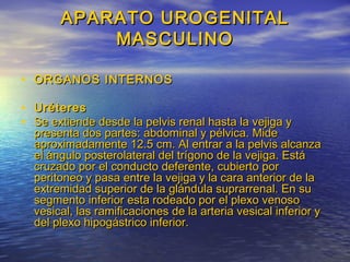 APARATO UROGENITALAPARATO UROGENITAL
MASCULINOMASCULINO
• ORGANOS INTERNOSORGANOS INTERNOS
• UréteresUréteres
• Se extiende desde la pelvis renal hasta la vejiga ySe extiende desde la pelvis renal hasta la vejiga y
presenta dos partes: abdominal y pélvica. Midepresenta dos partes: abdominal y pélvica. Mide
aproximadamente 12.5 cm. Al entrar a la pelvis alcanzaaproximadamente 12.5 cm. Al entrar a la pelvis alcanza
el ángulo posterolateral del trígono de la vejiga. Estáel ángulo posterolateral del trígono de la vejiga. Está
cruzado por el conducto deferente, cubierto porcruzado por el conducto deferente, cubierto por
peritoneo y pasa entre la vejiga y la cara anterior de laperitoneo y pasa entre la vejiga y la cara anterior de la
extremidad superior de la glándula suprarrenal. En suextremidad superior de la glándula suprarrenal. En su
segmento inferior esta rodeado por el plexo venososegmento inferior esta rodeado por el plexo venoso
vesical, las ramificaciones de la arteria vesical inferior yvesical, las ramificaciones de la arteria vesical inferior y
del plexo hipogástrico inferior.del plexo hipogástrico inferior.
 