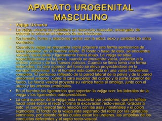 • Vejiga UrinariaVejiga Urinaria
• La vejiga urinaria se considera un resorvorio muscular, encargado deLa vejiga urinaria se considera un resorvorio muscular, encargado de
colectar la orina en el intervalo de las micciones.colectar la orina en el intervalo de las micciones.
• Su tamaño, forma y relaciones varían con la edad, sexo y cantidad de orinaSu tamaño, forma y relaciones varían con la edad, sexo y cantidad de orina
contenida.contenida.
• Cuando la vejiga se encuentra vacía adquiere una forma semiconica deCuando la vejiga se encuentra vacía adquiere una forma semiconica de
base posterior, en el hombre adulto. El fondo o base de esta, se encuentrabase posterior, en el hombre adulto. El fondo o base de esta, se encuentra
ubicado hacia atrás y ligeramente hacia abajo. La vejiga se sitúaubicado hacia atrás y ligeramente hacia abajo. La vejiga se sitúa
específicamente en la pelvis, cuando se encuentra vacía, posterior a laespecíficamente en la pelvis, cuando se encuentra vacía, posterior a la
sínfisis púbica y de los huesos púbicos. Cuando se llena toma una formasínfisis púbica y de los huesos púbicos. Cuando se llena toma una forma
esferoidea, su cara superior del fondo se eleva proyectándose en laesferoidea, su cara superior del fondo se eleva proyectándose en la
cavidad abdominal. En el hombre esta contenida en una vaina fibroserosacavidad abdominal. En el hombre esta contenida en una vaina fibroserosa
completa. El peritoneo reflejado de la pared lateral de la pelvis y de la paredcompleta. El peritoneo reflejado de la pared lateral de la pelvis y de la pared
abdominal anterior, cubre la cara superior del cuerpo y la parte superior delabdominal anterior, cubre la cara superior del cuerpo y la parte superior del
fondo. La fascia vesical proyecta su vértice hacia el ombligo, junto con elfondo. La fascia vesical proyecta su vértice hacia el ombligo, junto con el
uraco y las arterias umbilicales.uraco y las arterias umbilicales.
• En el hombre los ligamentos que soportan la vejiga son: los laterales de laEn el hombre los ligamentos que soportan la vejiga son: los laterales de la
vejiga y los ligamentos puboprostáticos.vejiga y los ligamentos puboprostáticos.
• La cara superior de la vejiga esta recubierta por peritoneo, que se reflejaLa cara superior de la vejiga esta recubierta por peritoneo, que se refleja
hacia atrás sobre el recto y forma la excavación recto-vesical. Gracias ahacia atrás sobre el recto y forma la excavación recto-vesical. Gracias a
esto, el cuerpo vesical tiene relación con las asas intestinales y el colonesto, el cuerpo vesical tiene relación con las asas intestinales y el colon
sigmoideo. El fondo de la vejiga esta separado del recto por las glándulassigmoideo. El fondo de la vejiga esta separado del recto por las glándulas
seminales, por delante de las cuales están los ureteres, las ampollas de losseminales, por delante de las cuales están los ureteres, las ampollas de los
conductos deferentes y el septo recto-vesical.conductos deferentes y el septo recto-vesical.
APARATO UROGENITALAPARATO UROGENITAL
MASCULINOMASCULINO
 