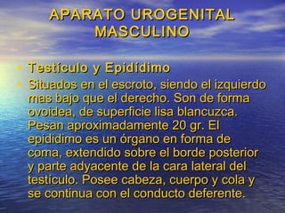 APARATO UROGENITALAPARATO UROGENITAL
MASCULINOMASCULINO
• Testículo y EpidídimoTestículo y Epidídimo
• Situados en el escroto, siendo el izquierdoSituados en el escroto, siendo el izquierdo
mas bajo que el derecho. Son de formamas bajo que el derecho. Son de forma
ovoidea, de superficie lisa blancuzca.ovoidea, de superficie lisa blancuzca.
Pesan aproximadamente 20 gr. ElPesan aproximadamente 20 gr. El
epididimo es un órgano en forma deepididimo es un órgano en forma de
coma, extendido sobre el borde posteriorcoma, extendido sobre el borde posterior
y parte adyacente de la cara lateral dely parte adyacente de la cara lateral del
testículo. Posee cabeza, cuerpo y cola ytestículo. Posee cabeza, cuerpo y cola y
se continua con el conducto deferente.se continua con el conducto deferente.
 