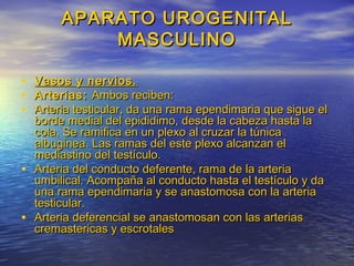 APARATO UROGENITALAPARATO UROGENITAL
MASCULINOMASCULINO
• Vasos y nervios.Vasos y nervios.
• Arterias:Arterias: Ambos reciben:Ambos reciben:
• Arteria testicular, da una rama ependimaria que sigue elArteria testicular, da una rama ependimaria que sigue el
borde medial del epididimo, desde la cabeza hasta laborde medial del epididimo, desde la cabeza hasta la
cola. Se ramifica en un plexo al cruzar la túnicacola. Se ramifica en un plexo al cruzar la túnica
albuginea. Las ramas del este plexo alcanzan elalbuginea. Las ramas del este plexo alcanzan el
mediastino del testículo.mediastino del testículo.
• Arteria del conducto deferente, rama de la arteriaArteria del conducto deferente, rama de la arteria
umbilical. Acompaña al conducto hasta el testículo y daumbilical. Acompaña al conducto hasta el testículo y da
una rama ependimaria y se anastomosa con la arteriauna rama ependimaria y se anastomosa con la arteria
testicular.testicular.
• Arteria deferencial se anastomosan con las arteriasArteria deferencial se anastomosan con las arterias
cremastericas y escrotalescremastericas y escrotales
 