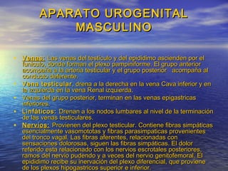 APARATO UROGENITALAPARATO UROGENITAL
MASCULINOMASCULINO
• Venas:Venas: Las venas del testículo y del epididimo ascienden por elLas venas del testículo y del epididimo ascienden por el
funiculo, donde forman el plexo pampiniforme. El grupo anteriorfuniculo, donde forman el plexo pampiniforme. El grupo anterior
acompaña a la arteria testicular y el grupo posterior acompaña alacompaña a la arteria testicular y el grupo posterior acompaña al
conducto deferente.conducto deferente.
• Vena testicularVena testicular , drena a la derecha en la vena Cava inferior y en, drena a la derecha en la vena Cava inferior y en
la izquierda en la vena Renal izquierda.la izquierda en la vena Renal izquierda.
• Venas del grupo posterior, terminan en las venas epigastricasVenas del grupo posterior, terminan en las venas epigastricas
inferiores.inferiores.
• Linfáticos:Linfáticos: Drenan a los nodos lumbares al nivel de la terminaciónDrenan a los nodos lumbares al nivel de la terminación
de las venas testiculares.de las venas testiculares.
• Nervios:Nervios: Provienen del plexo testicular. Contiene fibras simpáticasProvienen del plexo testicular. Contiene fibras simpáticas
esencialmente vasomototas y fibras parasimpaticas provenientesesencialmente vasomototas y fibras parasimpaticas provenientes
del tronco vagal. Las fibras aferentes, relacionadas condel tronco vagal. Las fibras aferentes, relacionadas con
sensaciones dolorosas, siguen las fibras simpáticas. El dolorsensaciones dolorosas, siguen las fibras simpáticas. El dolor
referido esta relacionado con los nervios escrotales posteriores,referido esta relacionado con los nervios escrotales posteriores,
ramos del nervio pudendo y a veces del nervio genitofemoral. Elramos del nervio pudendo y a veces del nervio genitofemoral. El
epididimo recibe su inervación del plexo diferencial, que provieneepididimo recibe su inervación del plexo diferencial, que proviene
de los plexos hipogastricos superior e inferior.de los plexos hipogastricos superior e inferior.
 