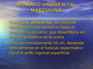 APARATO UROGENITALAPARATO UROGENITAL
MASCULINOMASCULINO
• Conducto deferente:Conducto deferente: Se extiendeSe extiende
desde la cola del epididimo hasta eldesde la cola del epididimo hasta el
conducto eyaculador, que desemboca enconducto eyaculador, que desemboca en
la parte prostatica de la uretra.la parte prostatica de la uretra.
• Mide aproximadamente 45 cm. AsciendeMide aproximadamente 45 cm. Asciende
verticalmente en el funiculo espermaticoverticalmente en el funiculo espermatico
hacia el anillo inguinal superficial.hacia el anillo inguinal superficial.
 