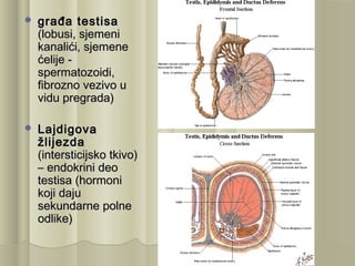 Gradja Testisa Urogenitalni trakt | PPT