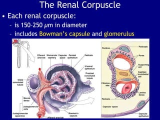 Urogenital system | PPT