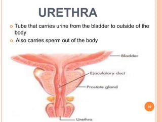 URETHRA
 Tube that carries urine from the bladder to outside of the
body
 Also carries sperm out of the body
10
 