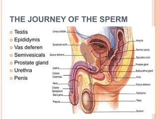 THE JOURNEY OF THE SPERM
 Testis
 Epididymis
 Vas deferen
 Semivesicals
 Prostate gland
 Urethra
 Penis
11
 