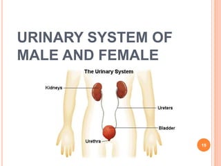 URINARY SYSTEM OF
MALE AND FEMALE
19
 
