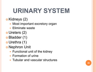 URINARY SYSTEM
 Kidneys (2)
 Most important excretory organ
 Eliminate waste
 Ureters (2)
 Bladder (1)
 Urethra (1)
 Nephron Unit
 Functional unit of the kidney
 Formation of urine
 Tubular and vascular structures
20
 