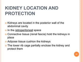 KIDNEY LOCATION AND
PROTECTION
 Kidneys are located in the posterior wall of the
abdominal cavity
 In the retroperitoneal space
 Connective tissue (renal fascia) hold the kidneys in
place
 Adipose tissue cushion the kidneys
 The lower rib cage partially enclose the kidney and
protect them
21
 