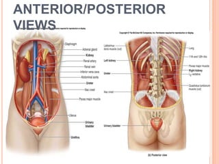 ANTERIOR/POSTERIOR
VIEWS
22
 