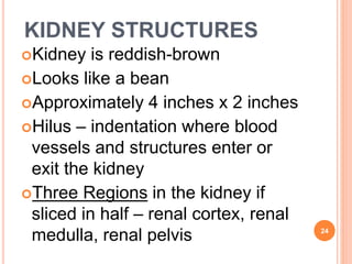 KIDNEY STRUCTURES
Kidney is reddish-brown
Looks like a bean
Approximately 4 inches x 2 inches
Hilus – indentation where blood
vessels and structures enter or
exit the kidney
Three Regions in the kidney if
sliced in half – renal cortex, renal
medulla, renal pelvis 24
 
