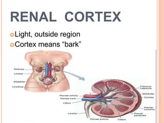 RENAL CORTEX
Light, outside region
Cortex means “bark”
25
 