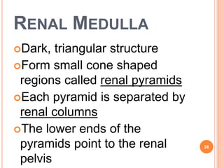 RENAL MEDULLA
Dark, triangular structure
Form small cone shaped
regions called renal pyramids
Each pyramid is separated by
renal columns
The lower ends of the
pyramids point to the renal
pelvis
26
 