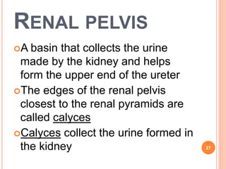 RENAL PELVIS
A basin that collects the urine
made by the kidney and helps
form the upper end of the ureter
The edges of the renal pelvis
closest to the renal pyramids are
called calyces
Calyces collect the urine formed in
the kidney 27
 