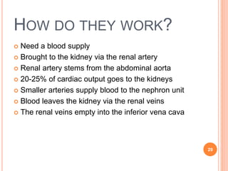 HOW DO THEY WORK?
 Need a blood supply
 Brought to the kidney via the renal artery
 Renal artery stems from the abdominal aorta
 20-25% of cardiac output goes to the kidneys
 Smaller arteries supply blood to the nephron unit
 Blood leaves the kidney via the renal veins
 The renal veins empty into the inferior vena cava
29
 