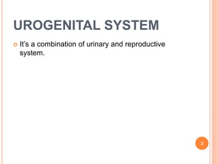 UROGENITAL SYSTEM
 It’s a combination of urinary and reproductive
system.
3
 