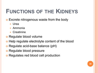 FUNCTIONS OF THE KIDNEYS
 Excrete nitrogenous waste from the body
 Urea
 Ammonia
 Creatinine
 Regulate blood volume
 Help regulate electrolyte content of the blood
 Regulate acid-base balance (pH)
 Regulate blood pressure
 Regulates red blood cell production
30
 