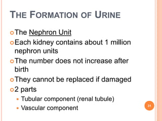 THE FORMATION OF URINE
The Nephron Unit
Each kidney contains about 1 million
nephron units
The number does not increase after
birth
They cannot be replaced if damaged
2 parts
 Tubular component (renal tubule)
 Vascular component 31
 