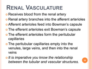 RENAL VASCULATURE
 Receives blood from the renal artery
 Renal artery branches into the afferent arterioles
 Afferent arterioles feed into Bowman’s capsule
 The efferent arterioles exit Bowman’s capsule
 The efferent arterioles form the peritubular
capillaries
 The peritubular capillaries empty into the
venules, large veins, and then into the renal
veins
 It is imperative you know the relationship
between the tubular and vascular structures.
36
 