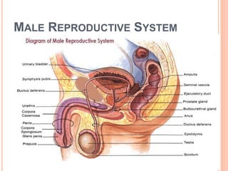 MALE REPRODUCTIVE SYSTEM
4
 
