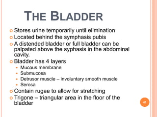 THE BLADDER
 Stores urine temporarily until elimination
 Located behind the symphasis pubis
 A distended bladder or full bladder can be
palpated above the syphasis in the abdominal
cavity.
 Bladder has 4 layers
 Mucous membrane
 Submucosa
 Detrusor muscle – involuntary smooth muscle
 Serosa
 Contain rugae to allow for stretching
 Trigone – triangular area in the floor of the
bladder 41
 