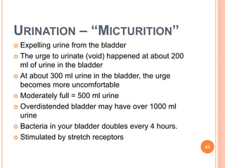 URINATION – “MICTURITION”
 Expelling urine from the bladder
 The urge to urinate (void) happened at about 200
ml of urine in the bladder
 At about 300 ml urine in the bladder, the urge
becomes more uncomfortable
 Moderately full = 500 ml urine
 Overdistended bladder may have over 1000 ml
urine
 Bacteria in your bladder doubles every 4 hours.
 Stimulated by stretch receptors
43
 
