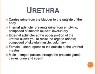 URETHRA
 Carries urine from the bladder to the outside of the
body
 Internal sphincter prevents urine from emptying;
composed of smooth muscle; involuntary
 External sphincter at the upper portion of the
urethra allows you to resist the urge to urinate;
composed of skeletal muscle; voluntary
 Female – short, opens to the outside at the urethral
meatus
 Male – longer, passes through the prostate gland;
carries urine and sperm
44
 