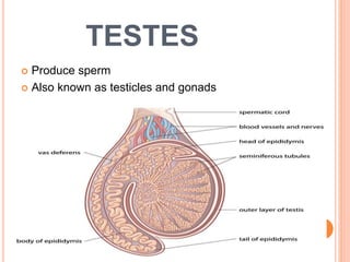 TESTES
 Produce sperm
 Also known as testicles and gonads
5
 