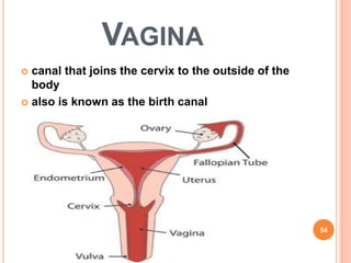 VAGINA
 canal that joins the cervix to the outside of the
body
 also is known as the birth canal
54
 