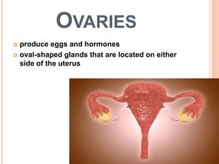 OVARIES
 produce eggs and hormones
 oval-shaped glands that are located on either
side of the uterus
56
 