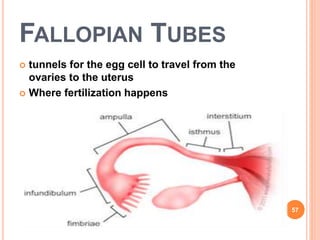 FALLOPIAN TUBES
 tunnels for the egg cell to travel from the
ovaries to the uterus
 Where fertilization happens
57
 