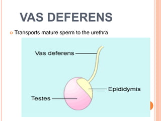 VAS DEFERENS
 Transports mature sperm to the urethra
6
 