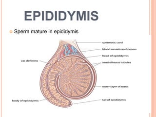 EPIDIDYMIS
 Sperm mature in epididymis
7
 
