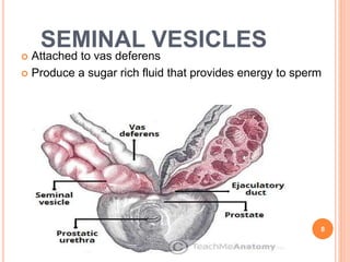 SEMINAL VESICLES
 Attached to vas deferens
 Produce a sugar rich fluid that provides energy to sperm
8
 