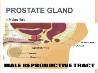 PROSTATE GLAND
 Makes fluid
9
 