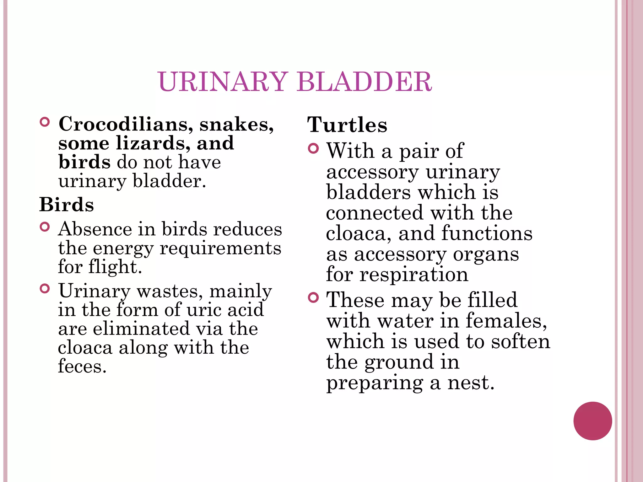 Urogenital system chap | PPT