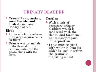 Urogenital system chap | PPT