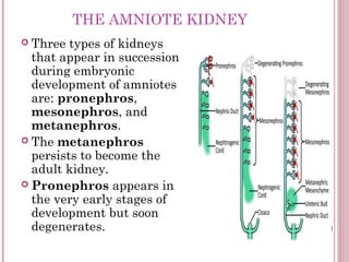 THE AMNIOTE KIDNEY
 Three  types of kidneys
  that appear in succession
  during embryonic
  development of amniotes
  ar...