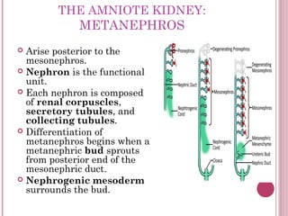 THE AMNIOTE KIDNEY:
            METANEPHROS
 Arise posterior to the
  mesonephros.
 Nephron is the functional
  unit.
 ...