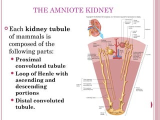 THE AMNIOTE KIDNEY

 Each kidney tubule
 of mammals is
 composed of the
 following parts:
  Proximal
   convoluted tubul...