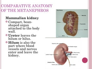 COMPARATIVE ANATOMY
OF THE METANEPHROS
 Mammalian kidney
  Compact, bean-
   shaped organ
   attached to the body
   wall...