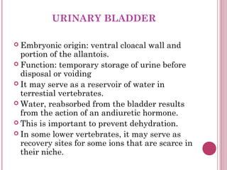 URINARY BLADDER

 Embryonic    origin: ventral cloacal wall and
  portion of the allantois.
 Function: temporary storage...