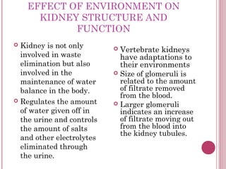 EFFECT OF ENVIRONMENT ON
      KIDNEY STRUCTURE AND
            FUNCTION
 Kidney is not only        Vertebrate kidneys
 ...