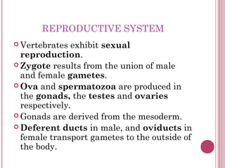 REPRODUCTIVE SYSTEM
 Vertebrates  exhibit sexual
  reproduction.
 Zygote results from the union of male
  and female gam...
