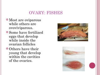 OVARY: FISHES
 Most  are oviparous
  while others are
  ovoviviparous.
 Some have fertilized
  eggs that develop
  while...