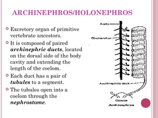 ARCHINEPHROS/HOLONEPHROS

 Excretory organ of primitive
  vertebrate ancestors.
 It is composed of paired
  archinephric...